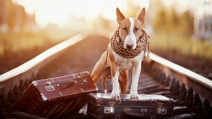 5 curiosità su treni e stazioni